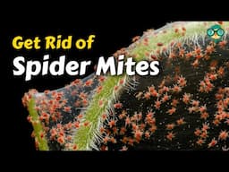 How to Get Rid of Spider Mites || How Do I Kill Mites || Exterminate Spider Mites: Proven Methods!!