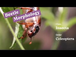 Beetle Morphology