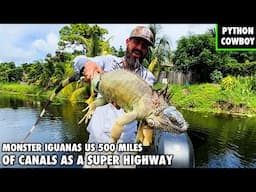 Florida’s 500-Mile Canal System Is A Monster Iguana Super Highway