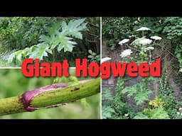 Giant Hogweed- Don’t Touch This Toxic Plant ❌☠️