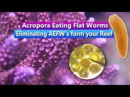 AEFW - Acropora Eating Flatworms Removal