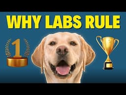 The Secret Behind Labradors’ 30 Year Popularity