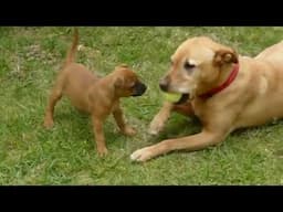 Doggy Dan's 5 Day Course: Introduction to Dog Training