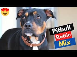 Rottweiler Pitbull Mix-Breed (Pitweiler) | Should you get a Pitweiler for your Family? 😲