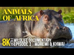 8K HDR Amazing African Wildlife - Episode 3 | Animal Life of Moremi & Khwai Game Reserves