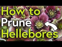 How to Prune Hellebores - Pots & Trowels