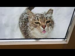 Watch Cats’ Funniest Reactions to Winter! - Funny and Cute Cat Video