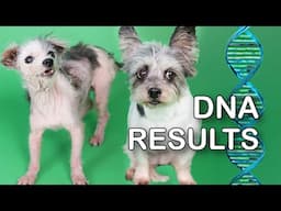 Are They Related? Pippa & Polly DNA Results (LIVE 🔴)