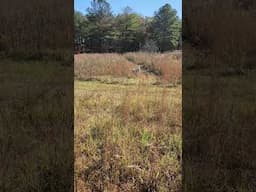 Rambo Retrieving to Hand with LuLu Honoring. Guided Quail Hunt  11 20 24