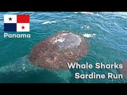 Whale Sharks devouring bait balls - Panama Sardine run