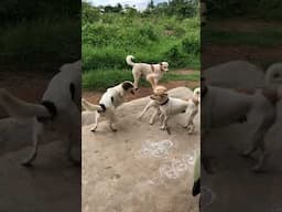 Dogs playing time