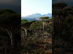 SOCOTRA