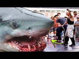 The BIGGEST Great White Sharks Ever Captured