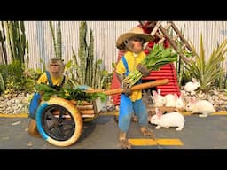 Little monkey Bim Bim and Obi are harvesting vegetables for the little rabbit to eat