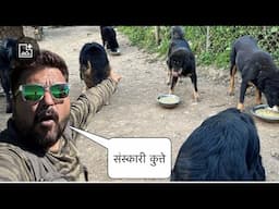 कभी बीमार नहीं होते यह Bhotia dogs 😳😳Dog Food क्या देते हैं Bhotia Dogs को Uttrakhand के लोग 😳