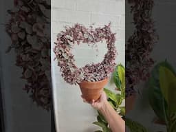 String of hearts variegated in a heart trellis | bikolanahardinera  #shortvideo #succulent #plants