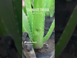 Grow Aloe vera faster