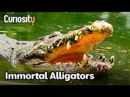 The Science Behind The Longevity Of Alligators | Breakthrough