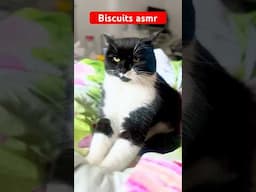 My cat marking biscuits asmr #cats #cat #asmr