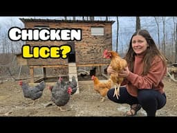 Our CHICKENS have MITES! OFF-GRID homestead