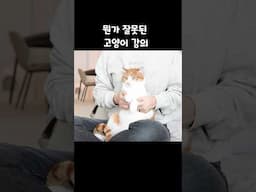 뭔가 잘못된 고양이 강의