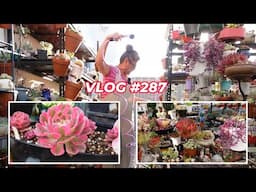 Drowning Succulents in Summer | VLOG #287 | Growing Succulents with LizK