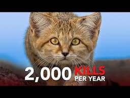 From Cute to Deadly: The Most Lethal Cats on Earth