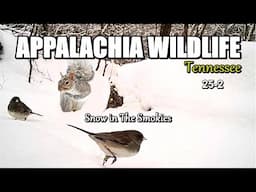 Appalachia Wildlife Video 25-2 of AS THE RIDGE TURNS in the Foothills of the Great Smoky Mountains