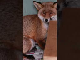 TRAPPED by his TAIL!🦊 #wildlife #wildliferescue #animalshorts  #wildlifeaid