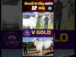 వేలంలో 40 కోట్లు పలికిన AP ఆవు #cow #40crores #shorts #idreammahila