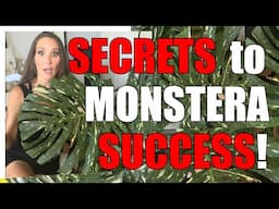 🌿BEST PRO-TIPS for Thriving Monstera Thai Constellations💀 BEWARE of The Zombie Node SCAM🌿!