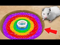 🐹 Hamster Escapes the Rainbow Orbeez Maze [OBSTACLE COURSE]