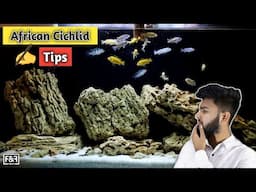 African Cichlid Aquarium | Tips on African Cichlid Fish Keeping | Malawi Cichlid | HD 1080p