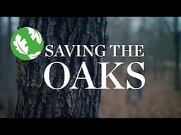 Saving the Oaks