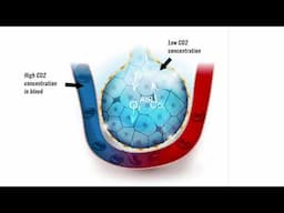 Gaseous exchange in lungs