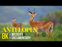 Antelope Species & Interesting Facts - 8K HDR Documentary - South Africa’s Amazing Wildlife