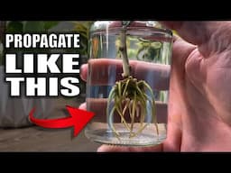 Only Water Propagation Guide You'll Ever Need