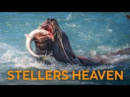 These Steller Sea Lions Are in HEAVEN!