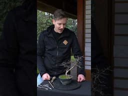 Pruning, wiring and repotting a Hornbeam Bonsai #diy #bonsai