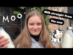 MILK straight from the cow