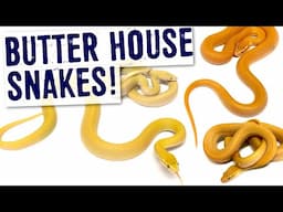 BUTTER HOUSE SNAKE MORPH!