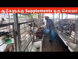 ஆடுகளுக்கு Supplements ஒரு செலவா? அவசியம் ஏன்