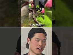 Fastest Lettuce Slicer