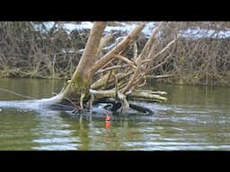 Winter Steelhead BOBBER DOWNS! - February 2025