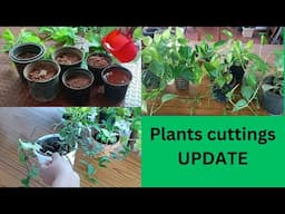 मेरे terrace garden के plants cuttings update/देखीए कीस तरह से plants की growth है