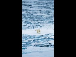 Walking On Water #polarbear #northpole