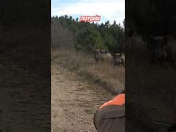 Wild boar hunting #okaysahin #wildboarhunt  #hugluveyron