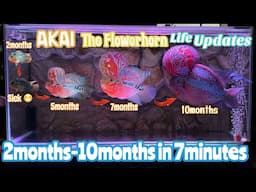 AKAI The Flowerhorn Life Story | AKAI The Flowerhorn