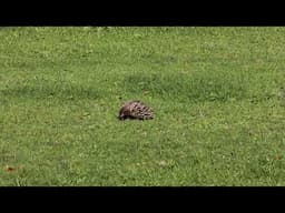 Echidna  on the Gold Coast Australia