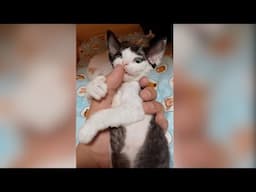 baby cats 2 months say hello everyone 😍 Meow Funny Videos